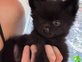 Pomchi hvalp 