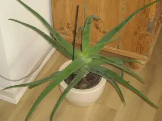 Flot Aloe Vera sælges