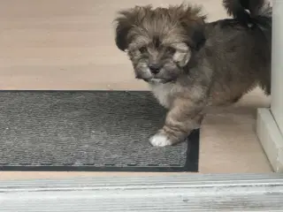Charlie - Lhasa apso