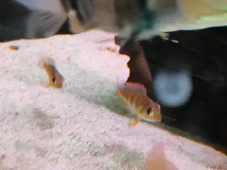 Akvarier fisk 
