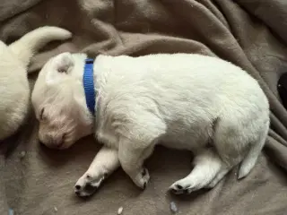 Mangler du en julegave til familien 