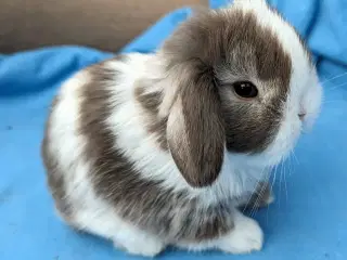 Minilop kaninunge sælges 