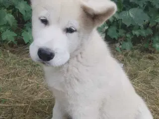 Alaska Malamute Chow Chow tjekkiske ulvehund husky