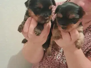 2 dreng og 2 pige Yorkshire Terrier