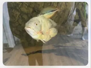 fisk til salg 