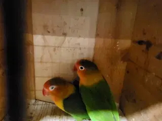 Papegøje 