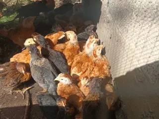 Høns kyllinger