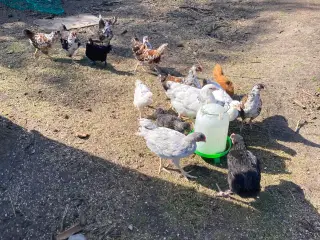 Kyllinger af stor race 