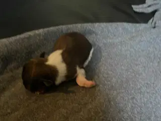 Chihuahua hvalpe søger nyt hjem