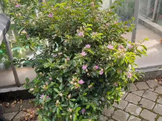 Grewia occidentalis Planter til terrassen om somme