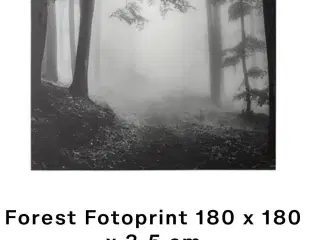 Billed - 180 x 180 cm - Forest