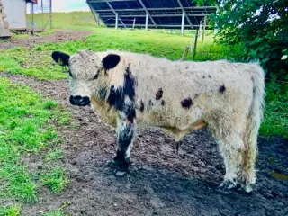 Galloway tyr Udlejes 