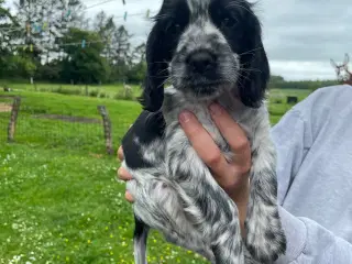 Cockerspaniel 