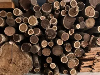 Guldregn til trædrejning