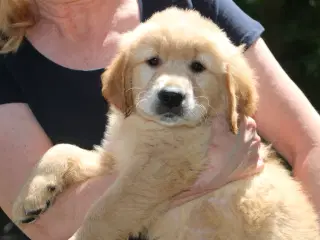 Verdens smukkeste Golden Retriever hvalpe