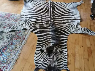 zebraskind