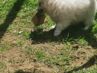 Pomchi og chihuahua 