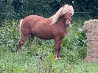  Islænder. Baldur (rød) født 12/6-2017. Vallak.