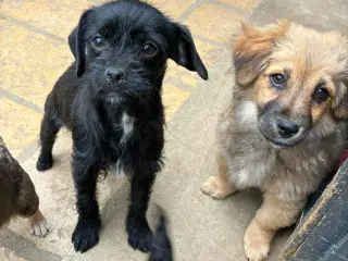 Lille hund søger stort hjerte 