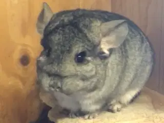 Rpa og Rpac ( Angora) chinchillaer søger nyt hjem 