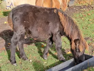 Shetlandspony 1-års hingsteplage. 