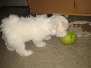 Coton de Tulear 