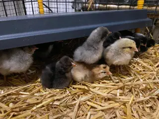 Daggamle kyllinger fra farvede æg