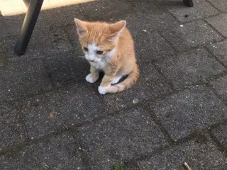 Kattekillinger
