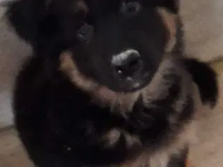 🐾✨ Euro Mountain sheparnese