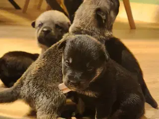 Sort spids han-hvalpe