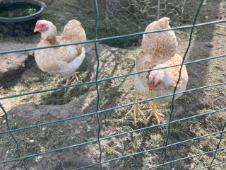 Dværghøns 