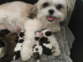 Shih Tzu  renracet 