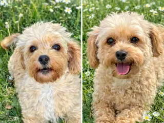 🐾 Kærlig tæve søger sit sidste og trygge hjem🐾