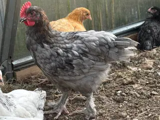 Blå kobber Maran haner
