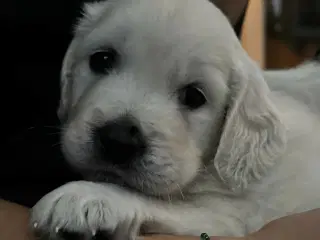 Golden retriever han hvalp. "Hannibal"