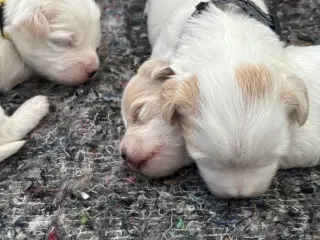 Hundehvalpe sælges