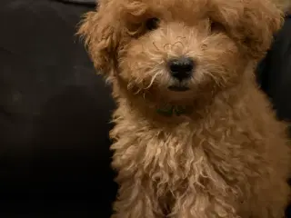 Bedårende allergivenlige havapoo hvalpe