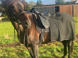 🌟 Trakehner - Dansk  varmblod hoppe 🌟