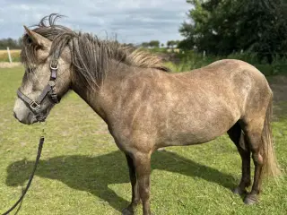 Lækker 4 års islænder hoppe