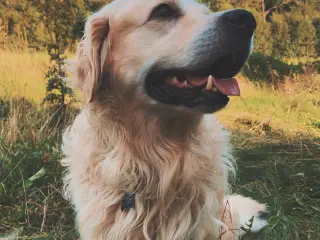 Golden retriever Han