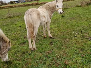 Welsh 1 års hingsteplag