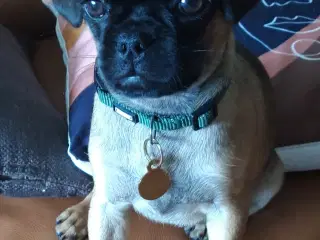 MOPS BLANDING  .  Mops - Chihuahua