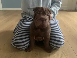 Shar pei