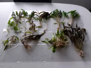 AKVARIE PLANTER