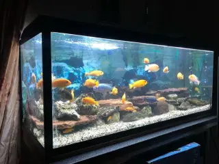 325L akvarium med fisk + udstyr sælges