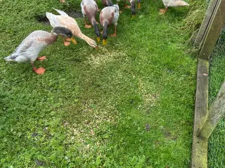 Løbeænder 