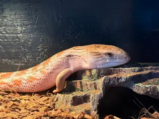 Blåtunget skink han