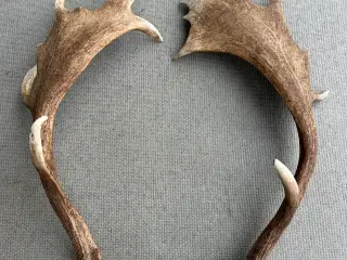 Store flotte kastestænger fra dåhjorte sælges