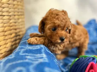 Teacup/Toy puddelhan