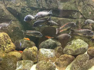 Tropheus moorii moliro ‘Muzi'